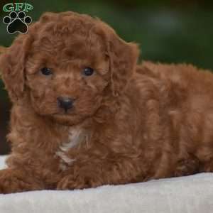 Kory, Miniature Poodle Puppy